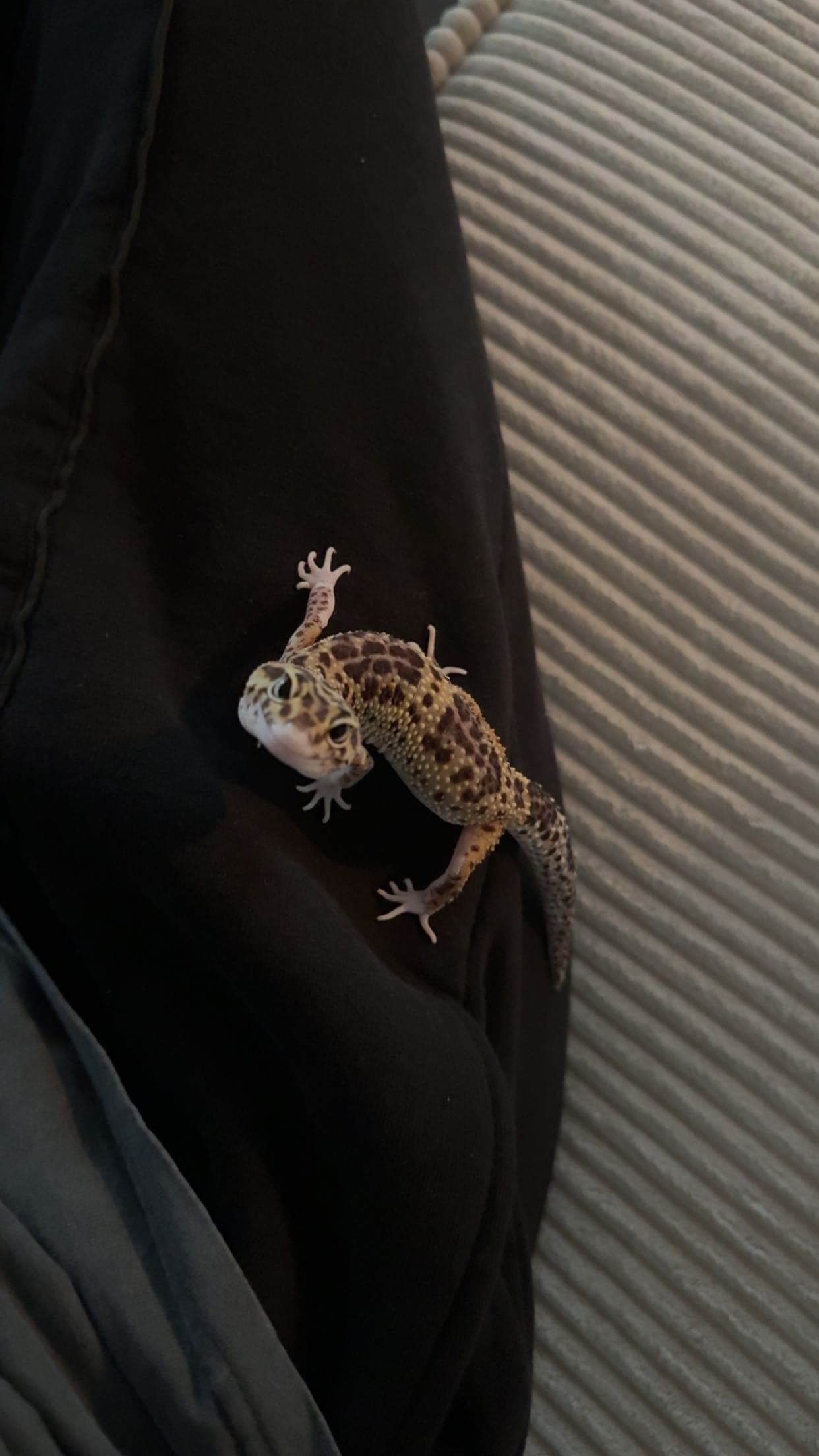 Foto von Ivy